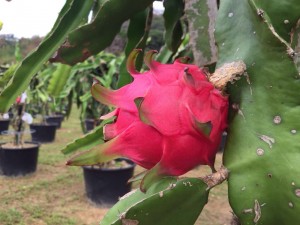 ドラゴンフルーツ