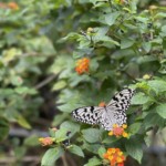 オオゴマダラ オオゴマダラ