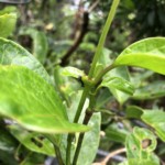 オオゴマダラ幼虫