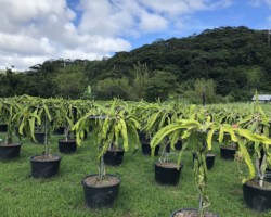 ドラゴンフルーツ農園