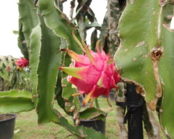 ドラゴンフルーツ